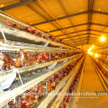 Automatic Layer Chicken Farm Equipment with SGS Certification